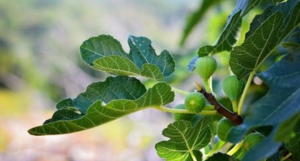 Untitled design (11).png